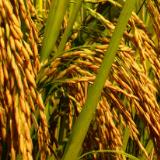 看黄河之水天上来