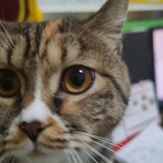 小猫猫小爪爪