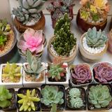 静静的愉快生活