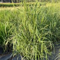 北京北方常绿观赏草