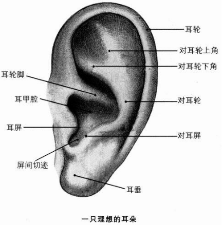 耳廓与耳轮图片