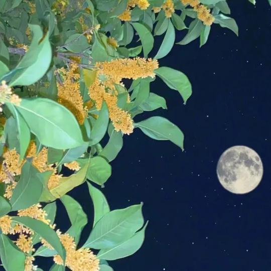 一蓑烟雨朱东坡