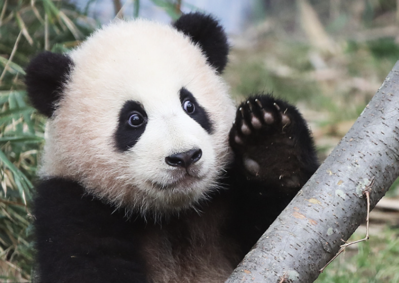 在韩国新出生的两只大熊猫幼崽快100天啦，拥有了名字6