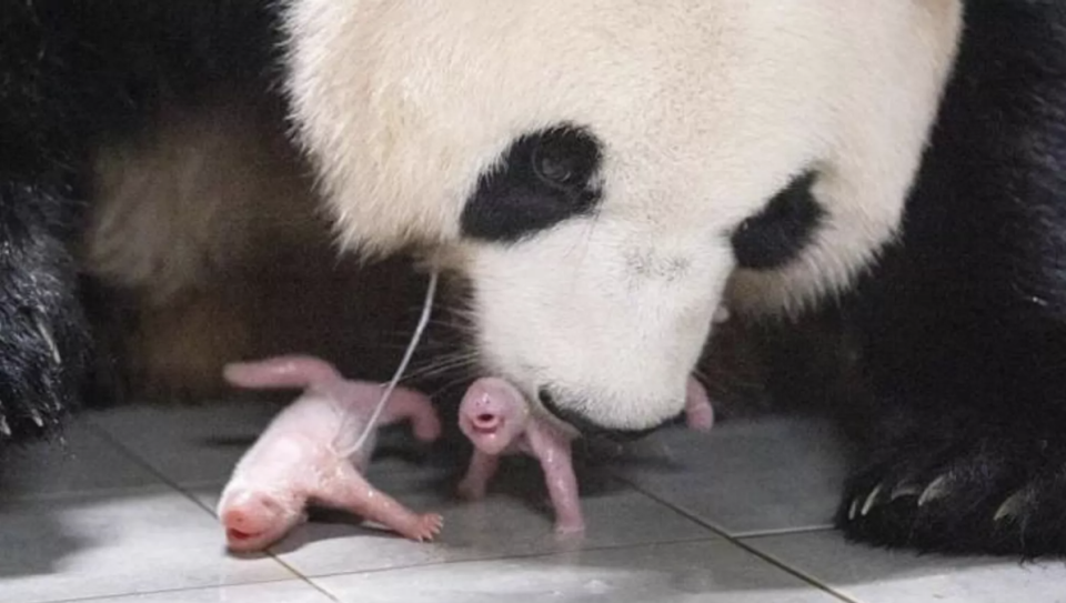 在韩国新出生的两只大熊猫幼崽快100天啦，拥有了名字1
