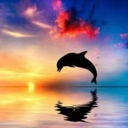 蓝海灵豚医疗器械软件