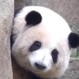 花花熊猫乌托邦