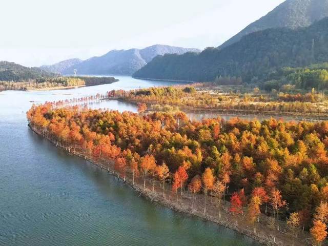 皖南川藏线红杉林景区图片