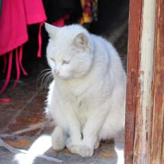 猫的秋天还好吗