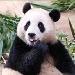 动物的温情故事