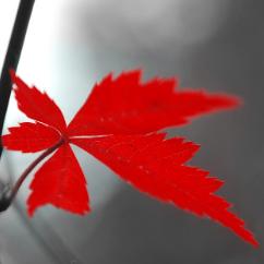 刘扬和你聊签证