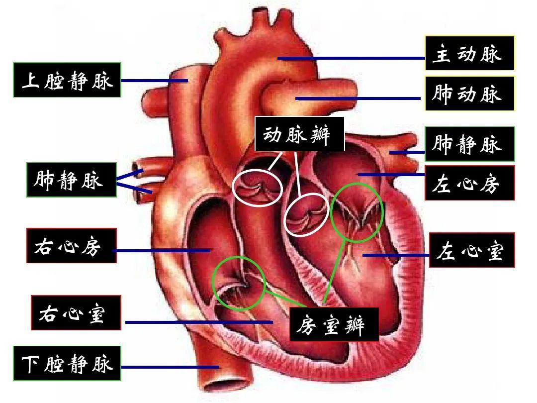 这台手术一次开胸,同时解决了三个难题,分别是主动脉瓣严重狭窄且闭合