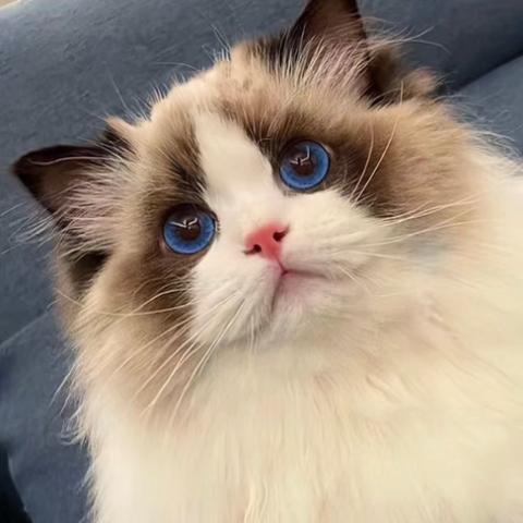 爱睡觉的白糖