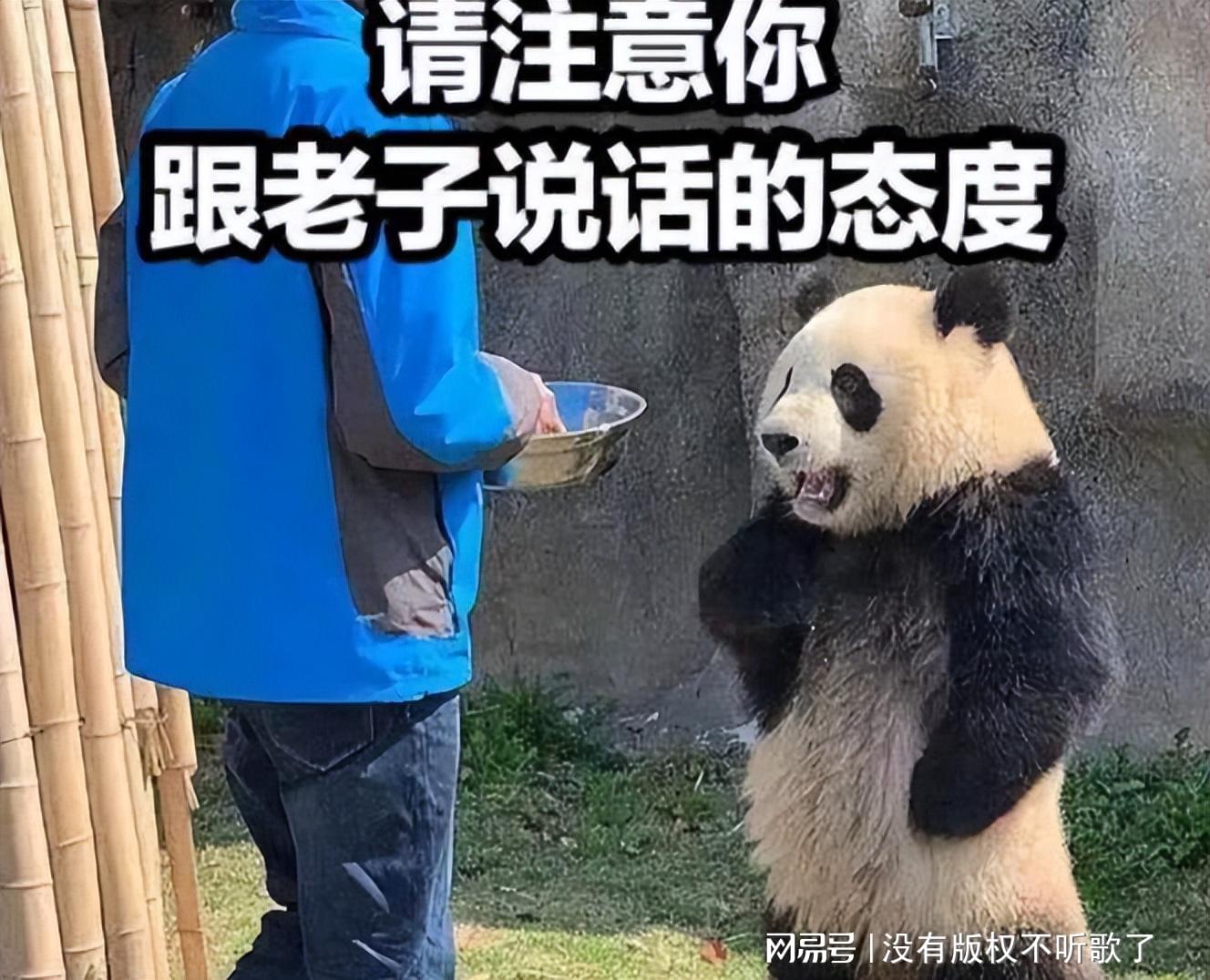 熊猫头扶墙叉腰表情包图片