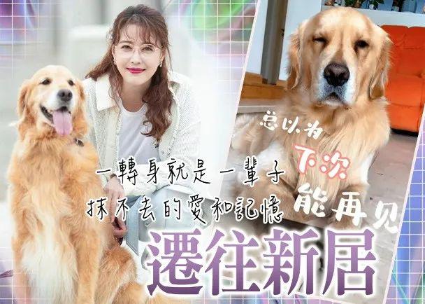 周海媚爱犬前往新家庭　TVB小生造型被嘲似阿伯　张致恒放弃X商店工作？-风君小屋帮我吧