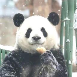 熊猫团子爱干饭