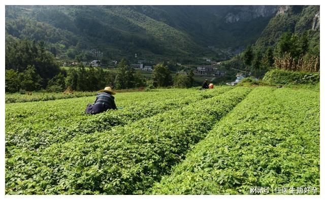 种植中草药薏米实现亩产超万元