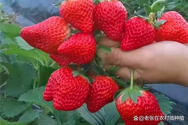 草莓追肥什么肥料（种植草莓用什么肥料效果好?）