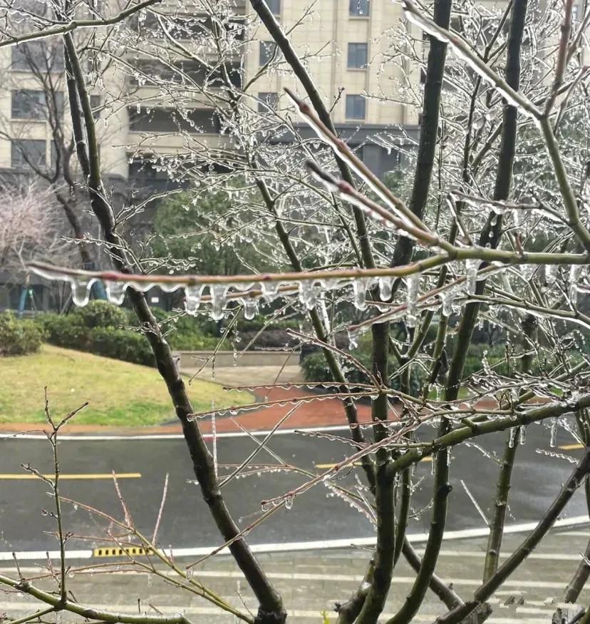 湖北的冻雨有多可怕?一组照片令网友直呼:不是冻雨,是刀子