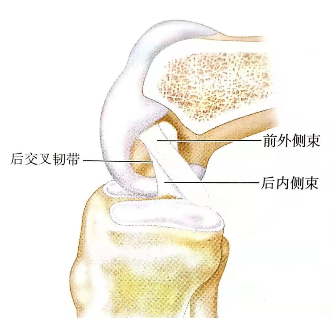 膝关节脱位手术技巧详解