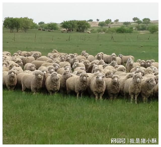 羊毛出口量减少,如何保障新疆细毛羊种质资源