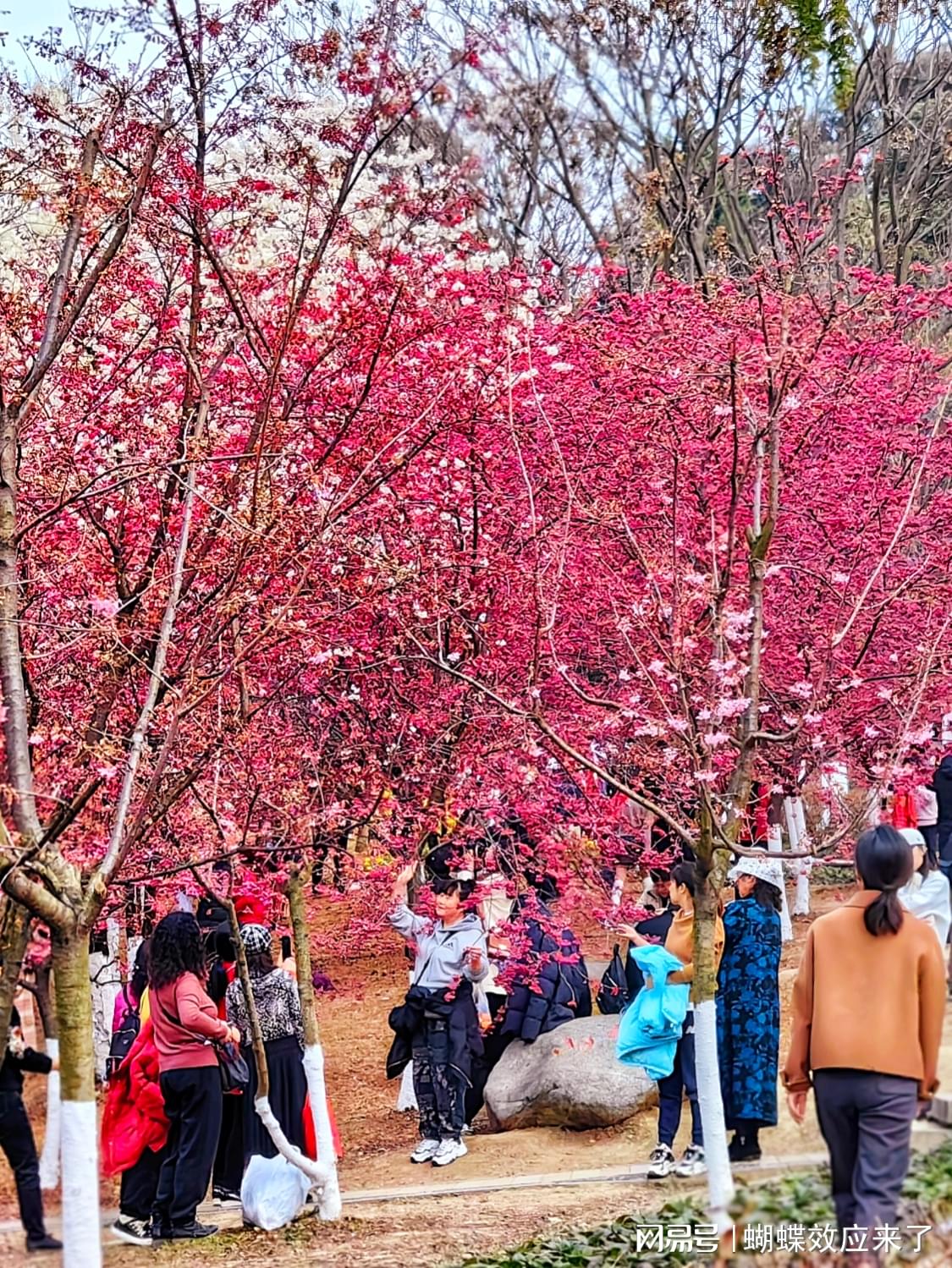 成都樱花生态观光园图片