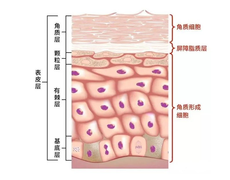 慧立康 