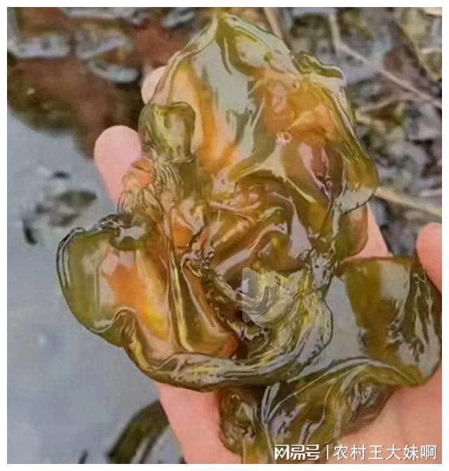 地皮菇可以吃吗图片