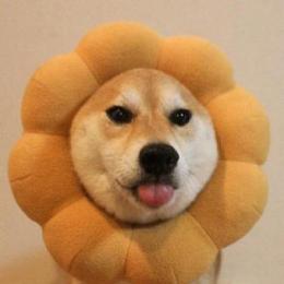 段子手不打烊啊