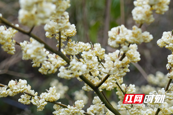 全体邵阳人,踏春赏花就去这些高颜值宝藏地,真香!