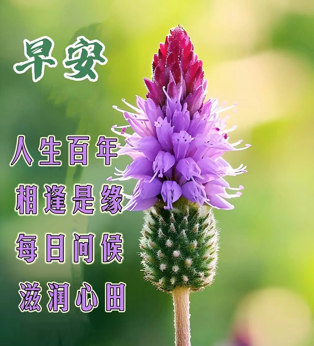 春季早安最美的鲜花问候 早安动态表情图片