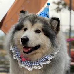 豆豆和小胖胖阿尔法