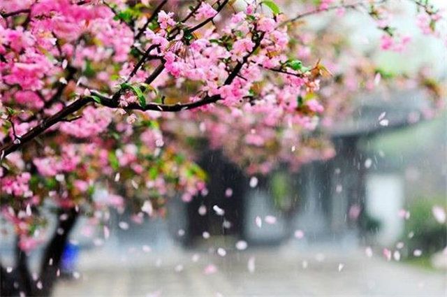 落花美诗五首,谈谈古代的落花欣赏,花雨飘扬,盛春之美