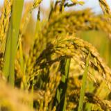 三农领域带头人