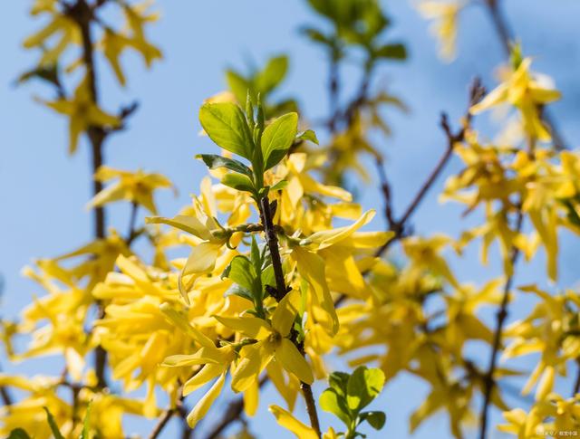 连翘:先叶开花,满枝金黄,是园林景观和中医药领域的珍贵植物