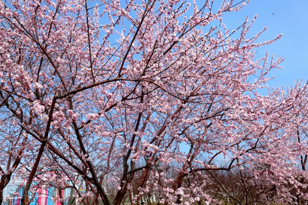 晋阳湖公园赏花图片