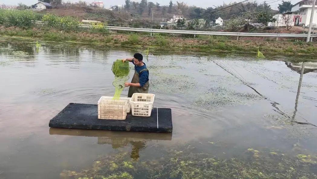 附近龙虾养殖基地图片