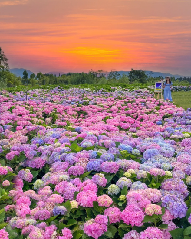 三月三绣球花海图片