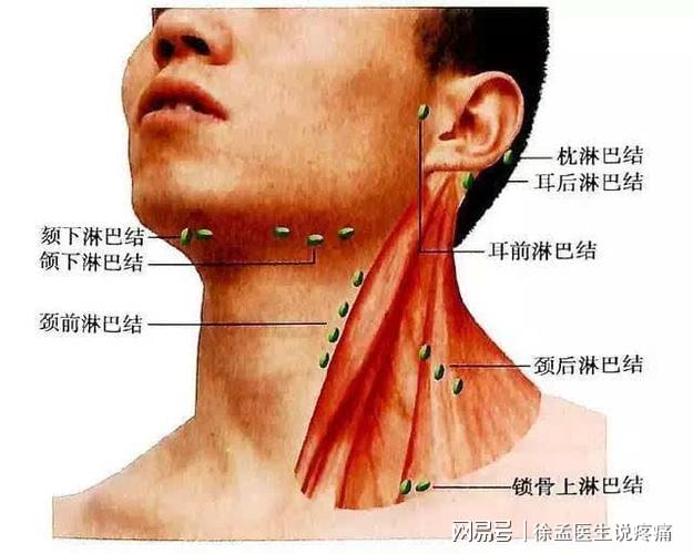 甲状腺淋巴分区图名称图片