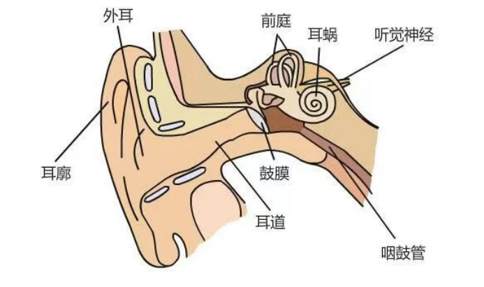 中耳炎手术从哪里开刀图片