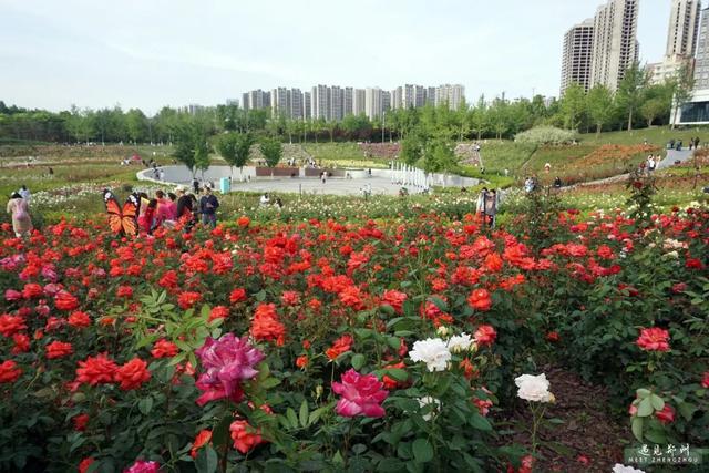 郑州周边花卉种植基地图片