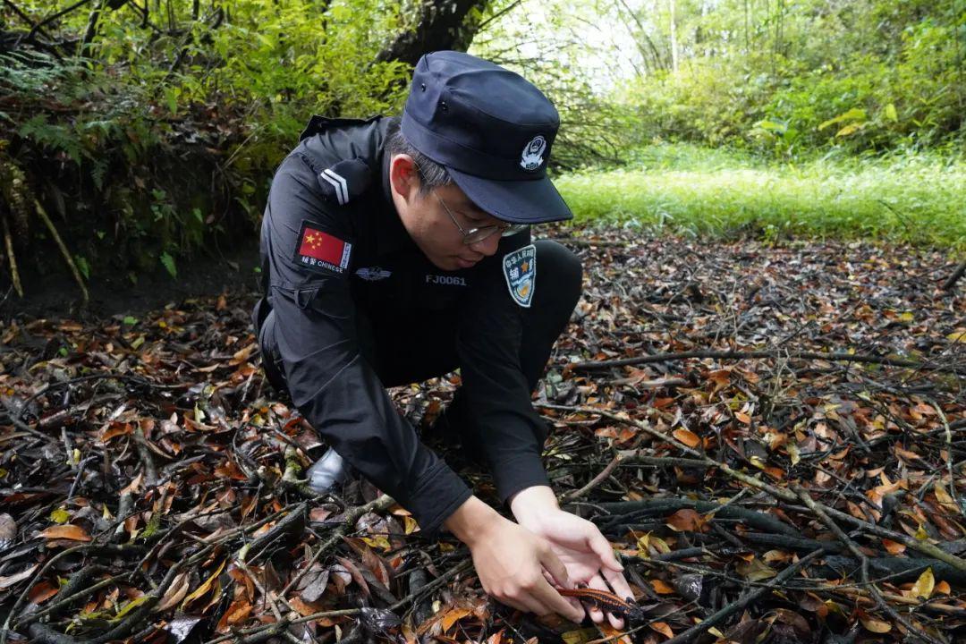 何苗的脚图片