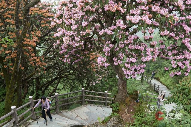 峨眉山高山杜鹃图片