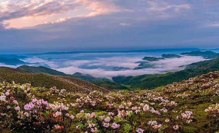 四川凉山:税力量助力高山索玛花绽放美丽经济