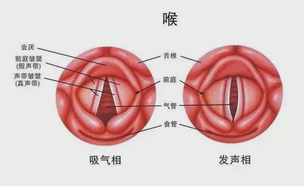 如果我们在发声时只依靠声带的震颤摩擦