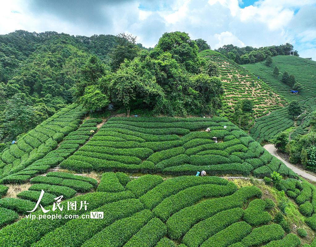 广西昭平:秋茶采摘忙