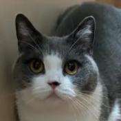 荃湾夜猫子选手