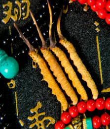 珍峰冬虫夏草