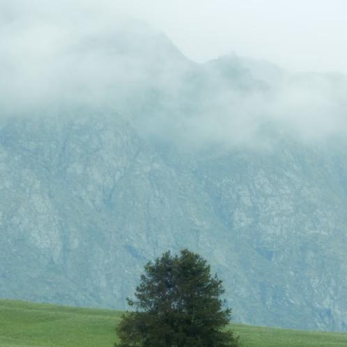 风中屹立的座头鲸