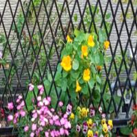 永恒的爱百分之百