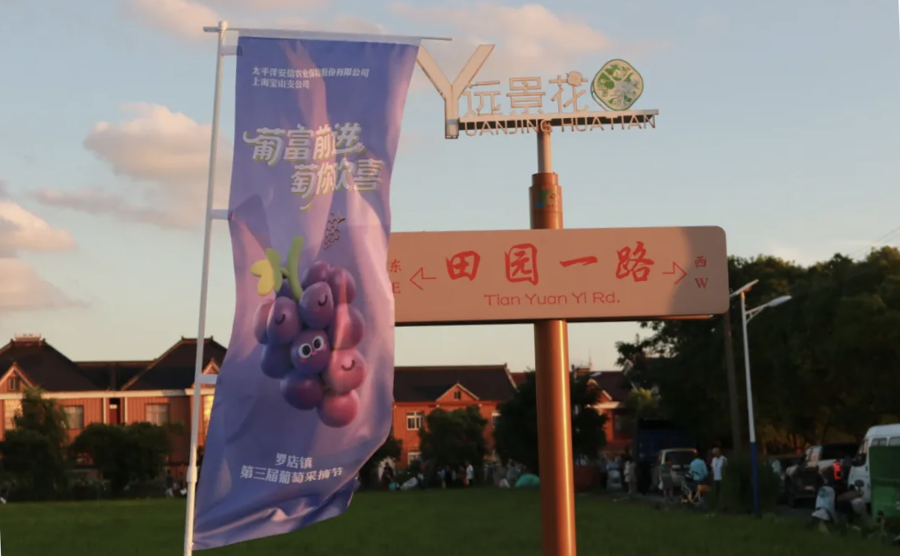 罗店镇葡萄采摘节在远景村举行。